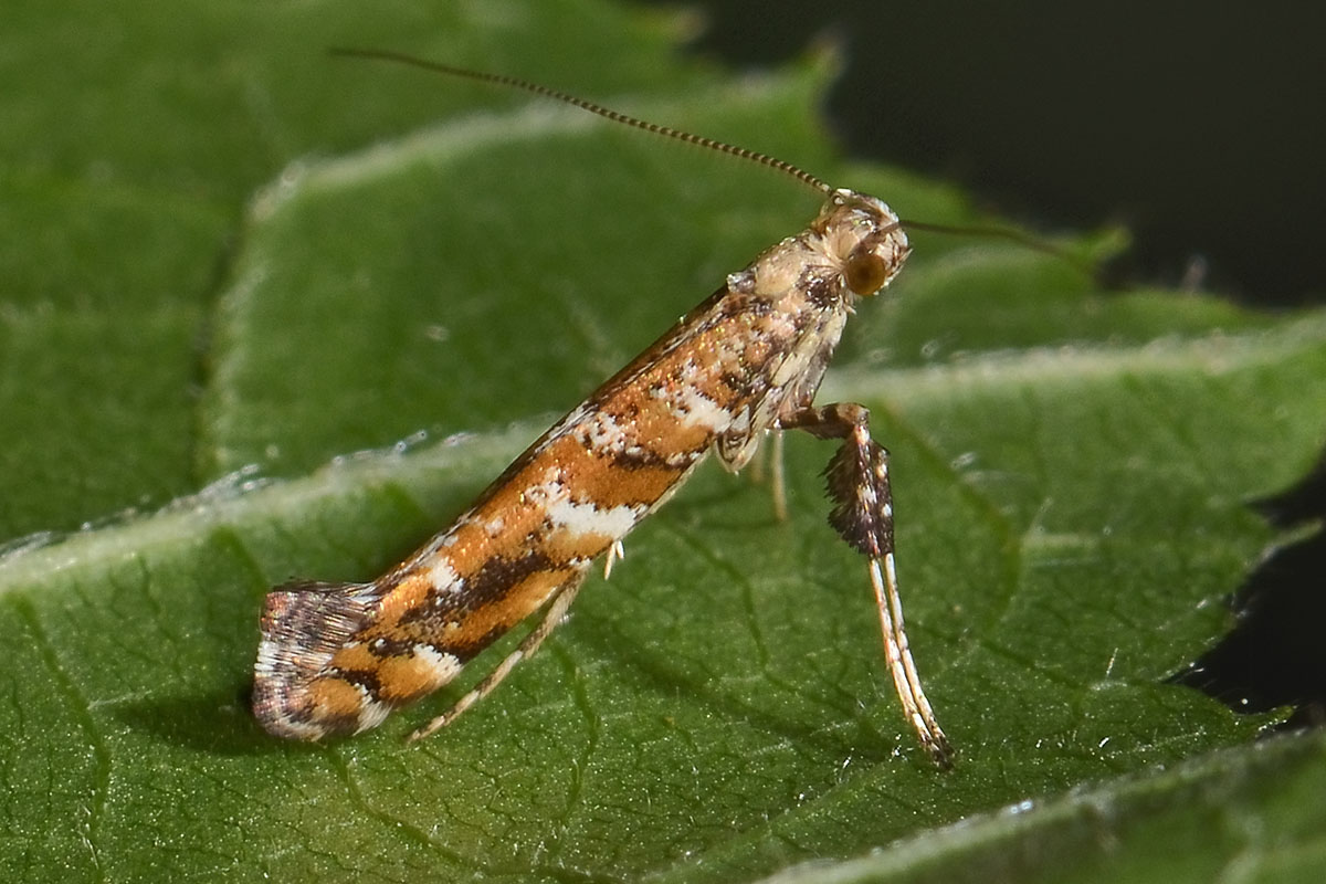 Gracillaridae: Gracillaria syringella